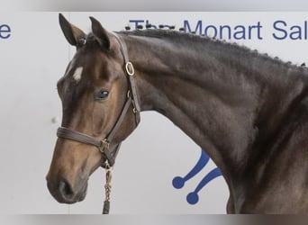 Irish Sport Horse, Gelding, 6 years, 16,1 hh, Brown