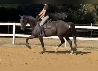 Irish Sport Horse, Gelding, 6 years, 16,2 hh, Bay-Dark