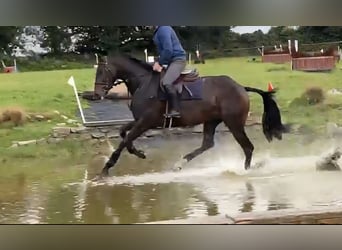 Irish Sport Horse, Gelding, 6 years, 16,2 hh, Bay-Dark