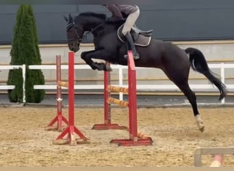 Irish Sport Horse, Gelding, 6 years, 16,2 hh, Bay-Dark