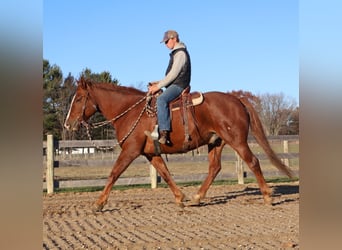 Irish Sport Horse, Gelding, 6 years, 16,2 hh, Chestnut