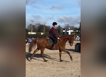 Irish Sport Horse, Gelding, 6 years, 16,2 hh, Chestnut
