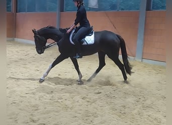 Irish Sport Horse, Gelding, 6 years, 17 hh, Bay-Dark