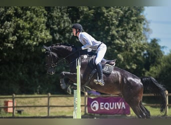 Irish Sport Horse, Gelding, 6 years, 17 hh, Black