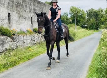 Irish Sport Horse, Gelding, 6 years, 17 hh, Brown