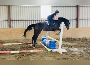 Irish Sport Horse, Gelding, 6 years, 17 hh, Brown