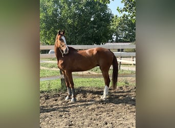 Irish Sport Horse, Gelding, 6 years, 17 hh, Chestnut-Red