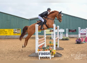 Irish Sport Horse, Gelding, 6 years, 17 hh, Chestnut-Red