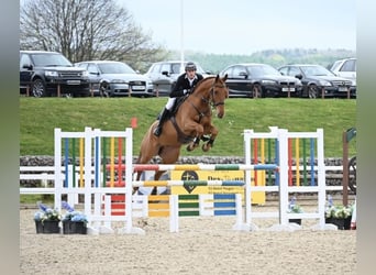 Irish Sport Horse, Gelding, 6 years, 17 hh, Chestnut-Red