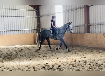 Irish Sport Horse, Gelding, 6 years, 17 hh, Gray