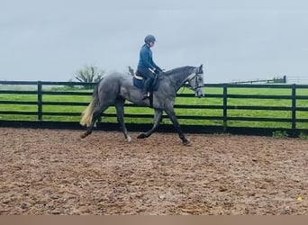 Irish Sport Horse, Gelding, 6 years, 17 hh, Gray