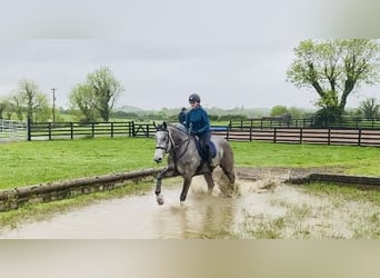 Irish Sport Horse, Gelding, 6 years, 17 hh, Gray