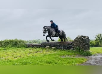 Irish Sport Horse, Gelding, 6 years, 17 hh, Gray