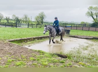 Irish Sport Horse, Gelding, 6 years, 17 hh, Gray