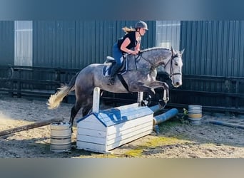 Irish Sport Horse, Gelding, 6 years, 17 hh, Gray