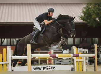 Irish Sport Horse, Gelding, 6 years, 17 hh, Smoky-Black