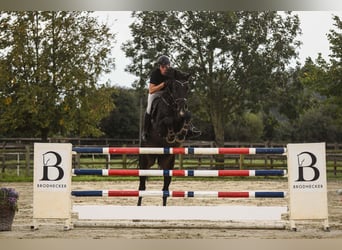 Irish Sport Horse, Gelding, 6 years, 17 hh, Smoky-Black