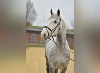 Irish Sport Horse, Gelding, 6 years, 17,1 hh, Grey-Dapple