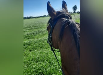 Irish Sport Horse, Gelding, 6 years, Brown