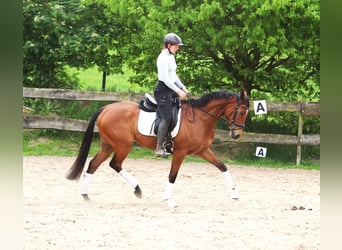 Irish Sport Horse Mix, Gelding, 6 years, Brown