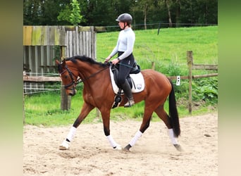 Irish Sport Horse Mix, Gelding, 6 years, Brown