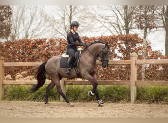 Irish Sport Horse, Gelding, 7 years, 14.2 hh, Black
