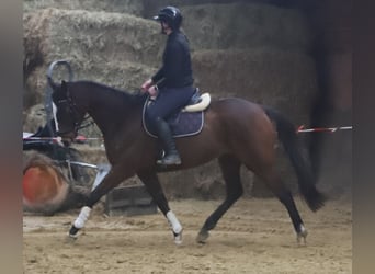 Irish Sport Horse Mix, Gelding, 7 years, 15.3 hh, Bay-Dark