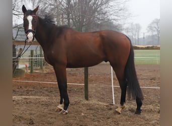 Irish Sport Horse Mix, Gelding, 7 years, 15.3 hh, Bay-Dark