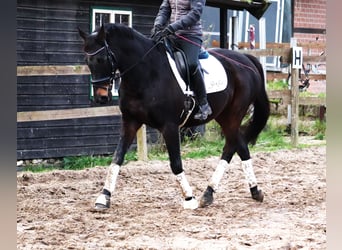 Irish Sport Horse Mix, Gelding, 7 years, 15,3 hh, Smoky-Black