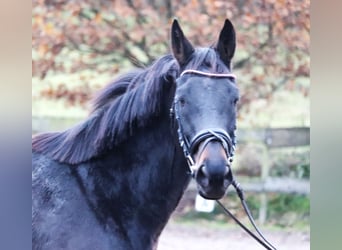 Irish Sport Horse Mix, Gelding, 7 years, 15,3 hh, Smoky-Black