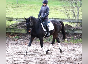 Irish Sport Horse Mix, Gelding, 7 years, 15,3 hh, Smoky-Black