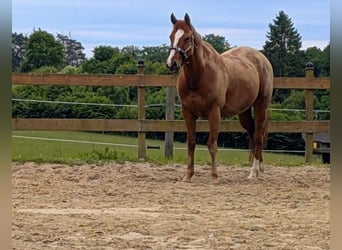Irish Sport Horse, Gelding, 7 years, 15,2 hh, Chestnut
