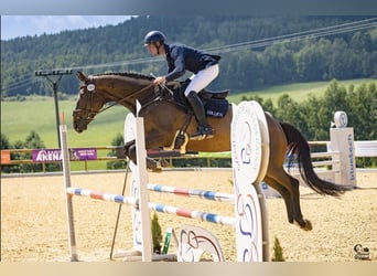 Irish Sport Horse, Gelding, 7 years, 16.1 hh, Bay-Dark