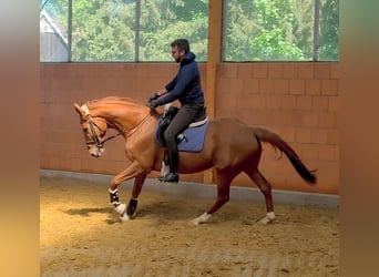 Irish Sport Horse, Gelding, 7 years, 16.1 hh, Chestnut-Red