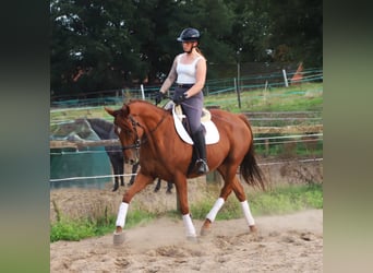 Irish Sport Horse Mix, Gelding, 7 years, 16.1 hh, Chestnut-Red