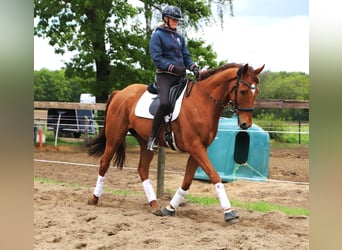 Irish Sport Horse Mix, Gelding, 7 years, 16.1 hh, Chestnut-Red