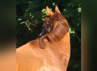 Irish Sport Horse, Gelding, 7 years, 16.1 hh, Chestnut-Red