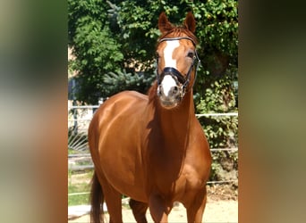 Irish Sport Horse, Gelding, 7 years, 16.1 hh, Chestnut-Red