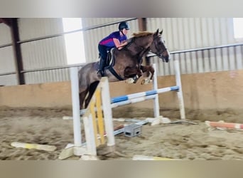 Irish Sport Horse, Gelding, 7 years, 16,1 hh, Chestnut