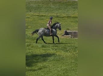 Irish Sport Horse, Gelding, 7 years, 16.1 hh, Grey-Dapple