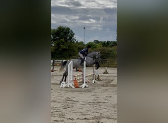 Irish Sport Horse, Gelding, 7 years, 16.1 hh, Grey-Dapple