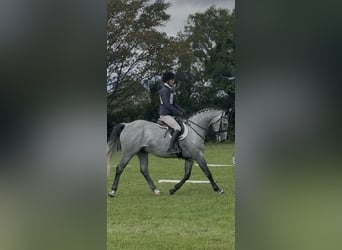 Irish Sport Horse, Gelding, 7 years, 16.1 hh, Grey-Dapple