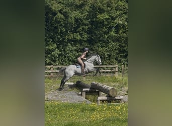 Irish Sport Horse, Gelding, 7 years, 16.1 hh, Grey-Dapple