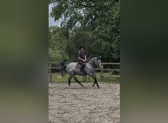 Irish Sport Horse, Gelding, 7 years, 16.1 hh, Grey-Dapple