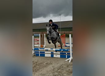 Irish Sport Horse, Gelding, 7 years, 16.1 hh, Grey-Dapple