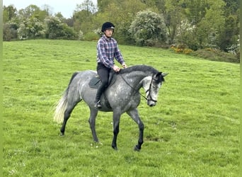 Irish Sport Horse, Gelding, 7 years, 16.1 hh, Grey-Dapple