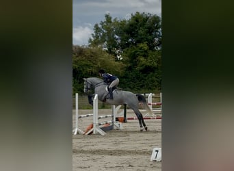 Irish Sport Horse, Gelding, 7 years, 16.1 hh, Grey-Dapple