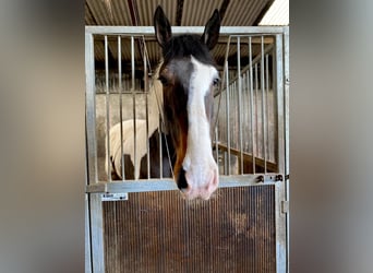 Irish Sport Horse, Gelding, 7 years, 16.1 hh, Pinto