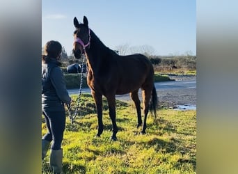 Irish Sport Horse, Gelding, 7 years, 16.2 hh, Brown