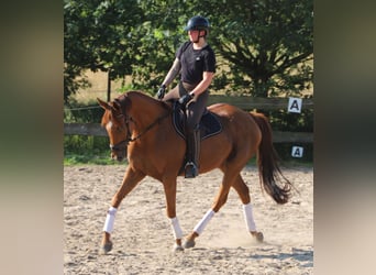 Irish Sport Horse Mix, Gelding, 7 years, 16.2 hh, Chestnut-Red